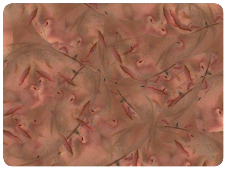 Video art Faces, 2003 - וידאו ארט פרצופים, 2003