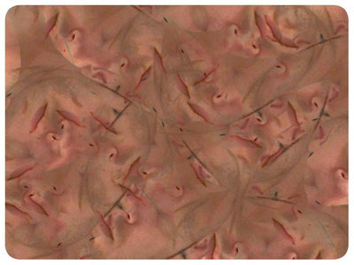 Video art Faces, 2003 - וידאו ארט פרצופים, 2003