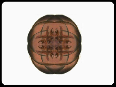 Video art Faces, 2003 - וידאו ארט פרצופים, 2003