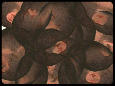 Video art Faces, 2003 - וידאו ארט פרצופים, 2003